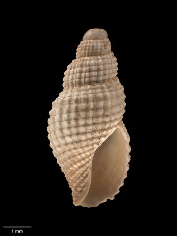 To Museum of New Zealand Te Papa (M.015010; Itia benthicola Dell, 1962; holotype)