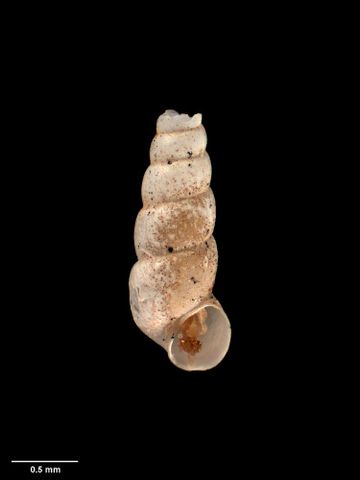To Museum of New Zealand Te Papa (M.032467; Kuschelita mica Climo, 1974; holotype)