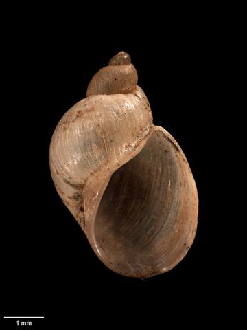 To Museum of New Zealand Te Papa (M.125540; Limnaea leptosoma Hutton, 1885; syntype)