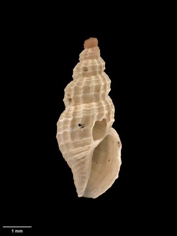 To Museum of New Zealand Te Papa (M.009687; Liracraea odhneri benthicola Dell, 1956; holotype)