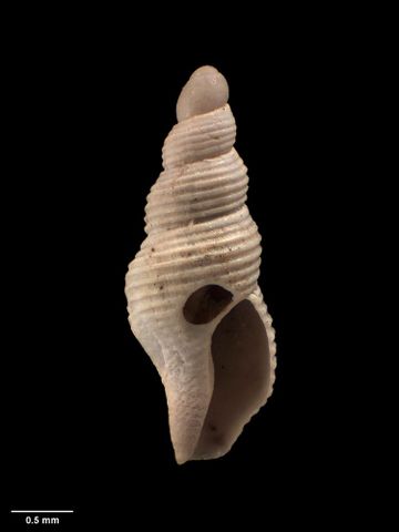 To Museum of New Zealand Te Papa (M.009283; Liratilia conquisita chathamensis Dell, 1956; holotype)