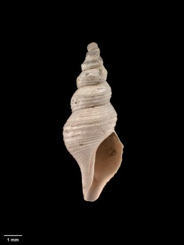 To Museum of New Zealand Te Papa (M.008843; Maoritomella orientalis (Dell, 1956); holotype)