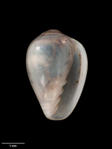 To Museum of New Zealand Te Papa (M.005673; Marginella (Glabella) ergastula Dell, 1953; holotype)