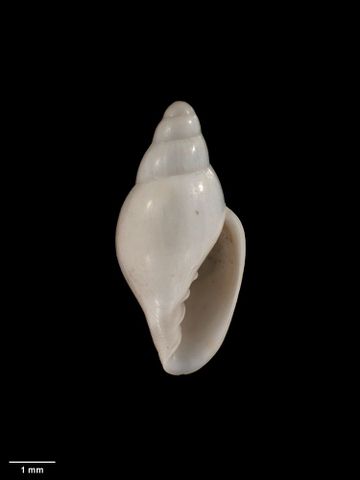 To Museum of New Zealand Te Papa (M.001692; Marginella fusula Murdoch & Suter, 1906; holotype)
