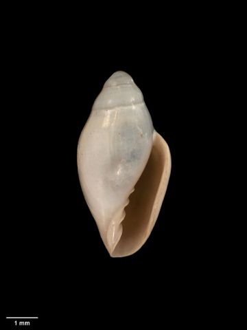 To Museum of New Zealand Te Papa (M.009328; Marginella (Volvarinella) fusuloides Dell, 1956; holotype)