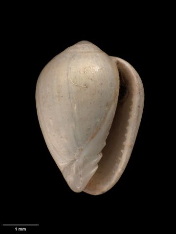 To Museum of New Zealand Te Papa (M.009331; Marginella (Kogomea) hardingae Dell, 1956; holotype)