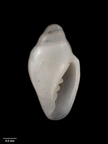 To Museum of New Zealand Te Papa (M.001690; Marginella hebescens Murdoch & Suter, 1906; holotype)