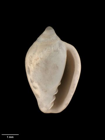 To Museum of New Zealand Te Papa (M.009357; Marginella (Glabella) judithae Dell, 1956; holotype)