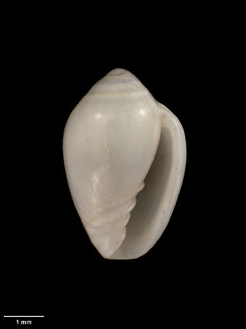 To Museum of New Zealand Te Papa (M.009320; Marginella (Glabella) otagoensis Dell, 1956; holotype)