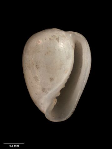 To Museum of New Zealand Te Papa (M.006062; Marginella (Microvulina) vidae Dell, 1956; holotype)
