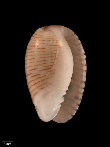 To Museum of New Zealand Te Papa (M.001053; Marginella vittata Hutton, 1873; holotype)