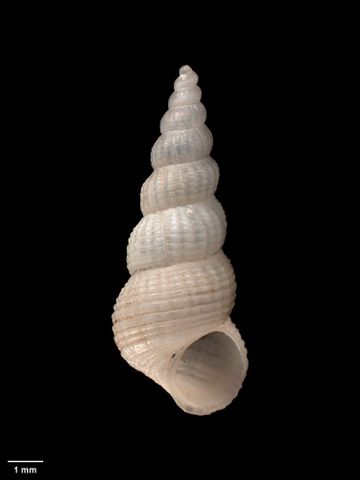 To Museum of New Zealand Te Papa (M.008842; Mathildona cookiana Dell, 1956; holotype)