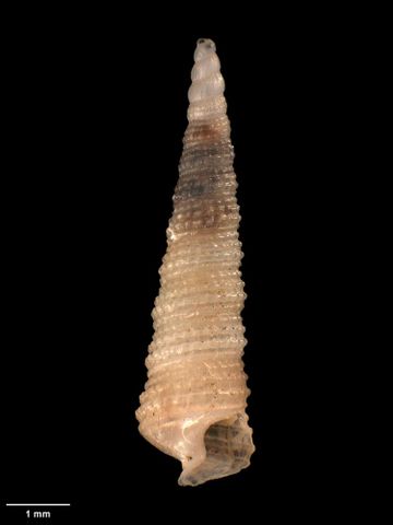 To Museum of New Zealand Te Papa (M.009362; Mendax nucleoproducta Dell, 1956; holotype)