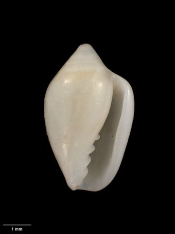 To Museum of New Zealand Te Papa (M.138047; Mesoginella koma Marshall, 2004; holotype)