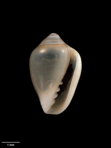 To Museum of New Zealand Te Papa (M.138251; Mesoginella pisinna B. Marshall, 2004; holotype)