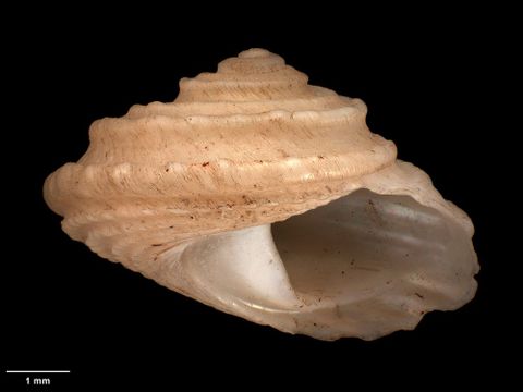 To Museum of New Zealand Te Papa (M.120227; Monodonta lugubris albina Mestayer, 1927; holotype)