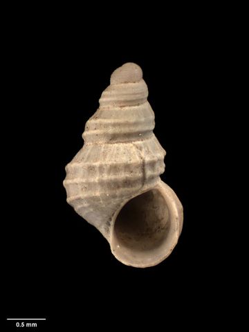 To Museum of New Zealand Te Papa (M.009279; Nobolira merelina Dell, 1956; holotype)