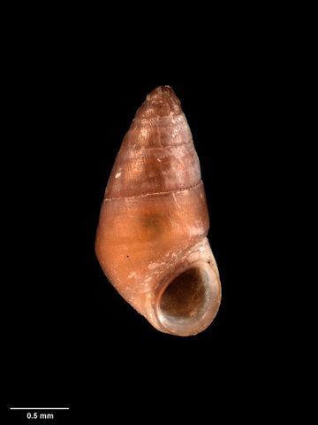 To Museum of New Zealand Te Papa (M.021744; Notoscrobs (Microfossa) falsestea Ponder, 1968; holotype)