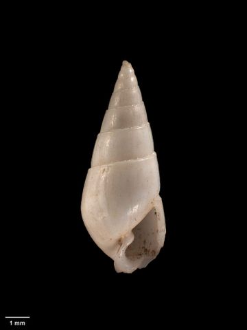 To Museum of New Zealand Te Papa (M.001308; Odostomia bembix Suter, 1908; holotype)