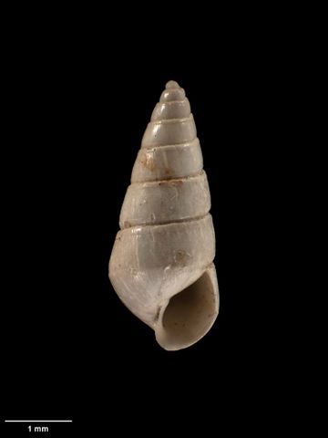 To Museum of New Zealand Te Papa (M.009715; Odostomia corpulentoides Dell, 1956; holotype)