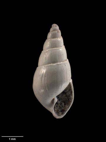 To Museum of New Zealand Te Papa (M.001776; Odostomia marginata Murdoch & Suter, 1906; holotype)