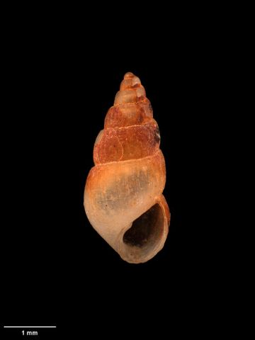 To Museum of New Zealand Te Papa (M.001778; Odostomia proxima Murdoch, 1905; lectotype)