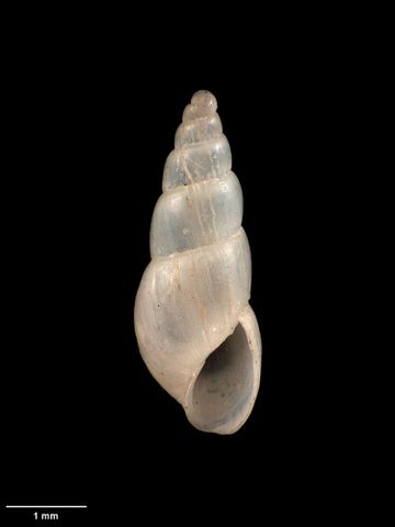 To Museum of New Zealand Te Papa (M.001779; Odostomia vestalis Murdoch, 1905; holotype)
