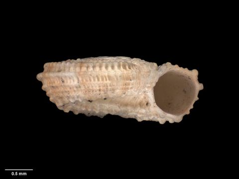 To Museum of New Zealand Te Papa (M.001680; Omalaxis amoena Murdoch & Suter, 1906; holotype)