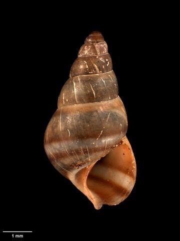 To Museum of New Zealand Te Papa (M.207501; Omphalotropis suteri Sykes, 1900; holotype)