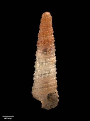 To Museum of New Zealand Te Papa (M.009360; Paramendax subapicina Dell, 1956; holotype)