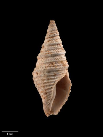 To Museum of New Zealand Te Papa (M.001941; Phenatoma crassispiralis Marwick, 1929; holotype)