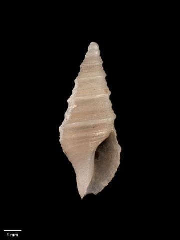 To Museum of New Zealand Te Papa (M.000059; Pleurotoma albula Hutton, 1873; holotype)