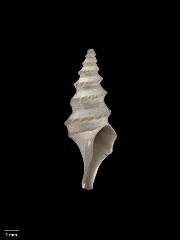 To Museum of New Zealand Te Papa (M.001715; Pleurotoma (Leucosyrinx) augusta Murdoch & Suter, 1906; holotype)