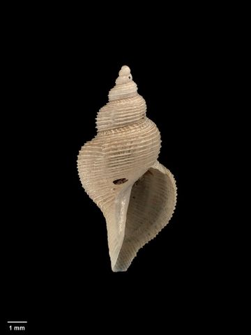 To Museum of New Zealand Te Papa (M.256622; Pleurotomella endeavourensis Dell, 1990; holotype)
