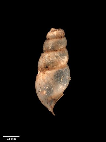 To Museum of New Zealand Te Papa (M.120197; Potamopyrgus subterraneus Suter, 1905; holotype)