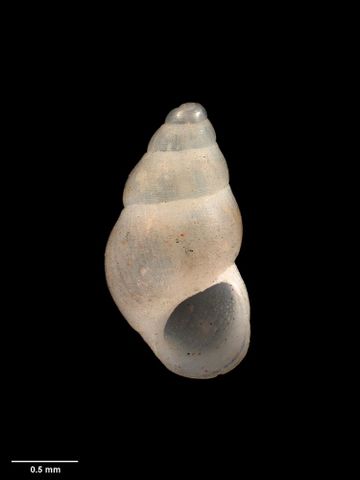 To Museum of New Zealand Te Papa (M.001759; Rissoa microstriata Murdoch, 1905; holotype)