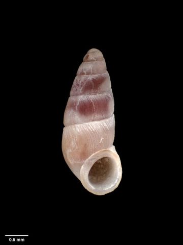 To Museum of New Zealand Te Papa (M.000149; Rissoa purpurea Hutton, 1873; syntype)