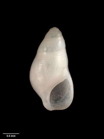 To Museum of New Zealand Te Papa (M.001761; Rissoina parvilirata Suter, 1907; holotype)