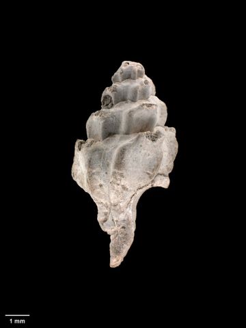 To Museum of New Zealand Te Papa (M.020246; Siphonochelus solus Vella, 1961; holotype)