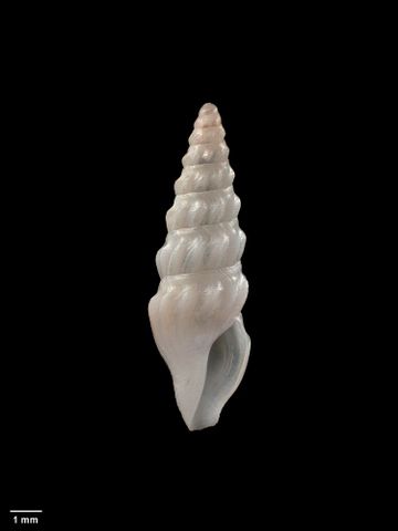 To Museum of New Zealand Te Papa (M.009787; Splendrillia hermata Dell, 1956; holotype)