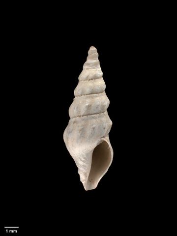 To Museum of New Zealand Te Papa (M.005671; Splendrillia kapuranga Dell, 1953; holotype)