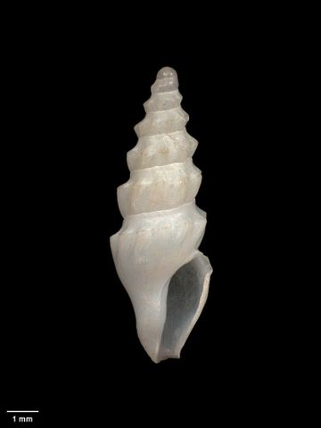 To Museum of New Zealand Te Papa (M.009788; Splendrillia runcinata Dell, 1956; holotype)