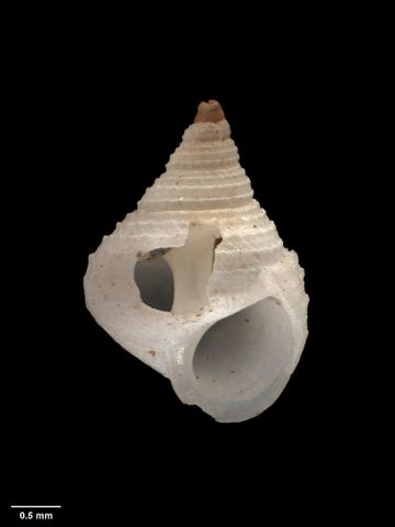 To Museum of New Zealand Te Papa (M.009772; Stilifer neozelanica Dell, 1956; holotype)