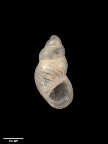 To Museum of New Zealand Te Papa (M.001678; Subonoba delicatula Powell, 1933; holotype)