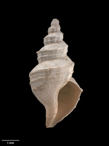 To Museum of New Zealand Te Papa (M.015012; Fenestrosyrinx imporcata Dell, 1962; holotype)