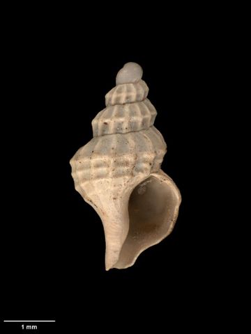 To Museum of New Zealand Te Papa (M.009258; Terefundus quadricinctus unicarinatus Dell, 1956; holotype)