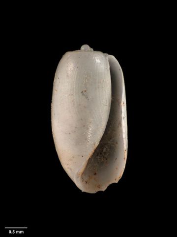 To Museum of New Zealand Te Papa (M.001734; Tornatina tenuilirata Suter, 1909; holotype)
