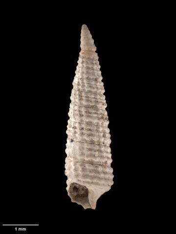To Museum of New Zealand Te Papa (M.001674; Triphora infelix Webster, 1906; holotype)