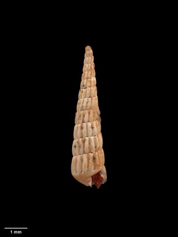 To Museum of New Zealand Te Papa (M.001768; Turbonilla (Strioturbonilla) chattonensis Marwick, 1929; holotype)