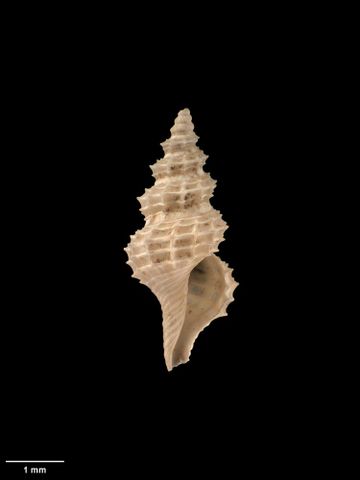 To Museum of New Zealand Te Papa (M.001066; Veprecula cooperi Mestayer, 1919; holotype)